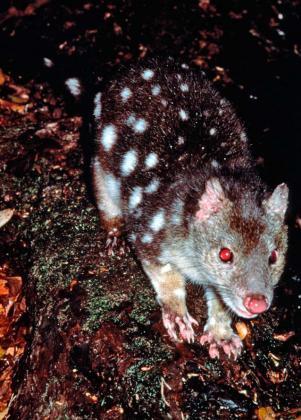 Spot-tailed Quoll - The State of Victoria, Department of Environment and Primary Industries/McCann Spot-tailed Quoll