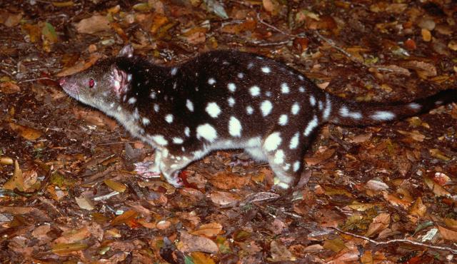 Spot-tailed Quoll - The State of Victoria, Department of Environment and Primary Industries/McCann Spot-tailed Quoll