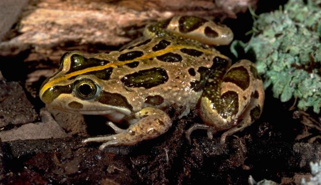 Spotted Marsh Frog