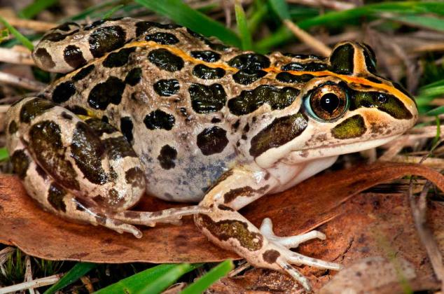 Spotted Marsh Frog