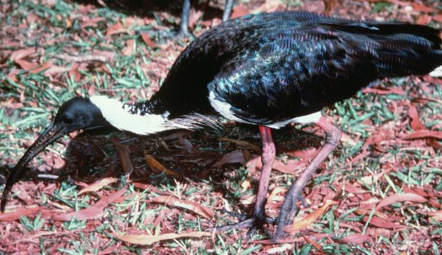 Straw-necked Ibis