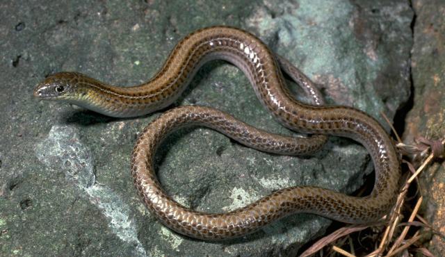 Striped Legless Lizard