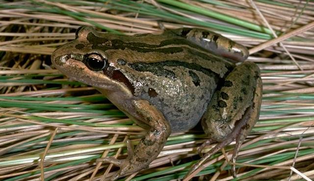 Striped Marsh Frog