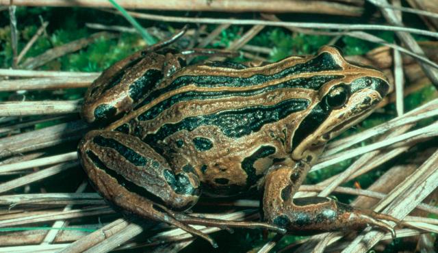 Striped Marsh Frog