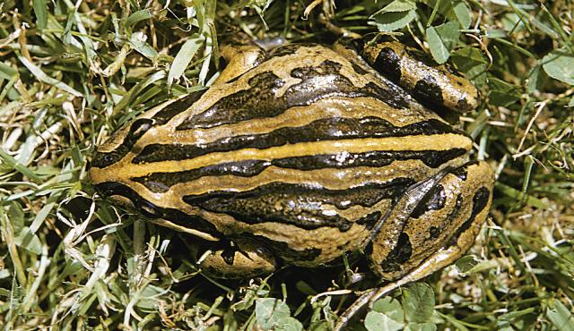 Striped Marsh Frog