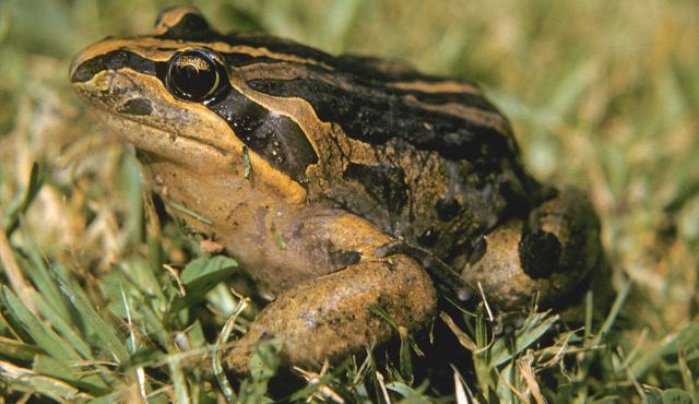 Striped Marsh Frog