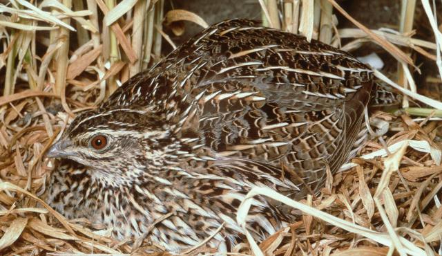 Stubble Quail