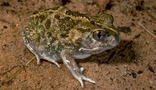 Sudell's Frog