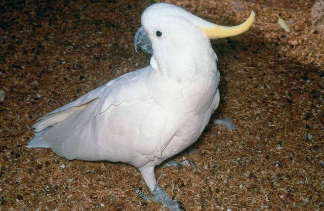 Sulphur-crested Cockatoo