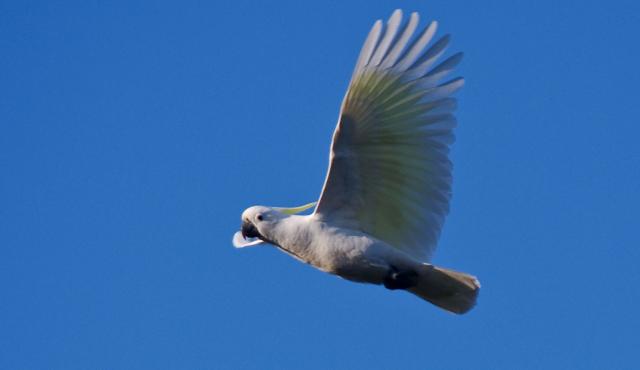 Sulphur-crested Cockatoo