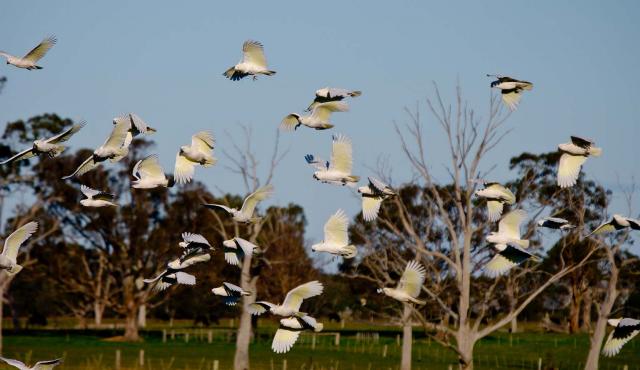 Sulphur-crested Cockatoo