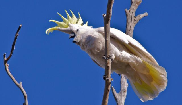 Sulphur-crested Cockatoo