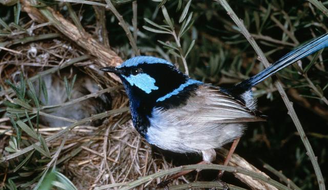 Superb Fairy-wren