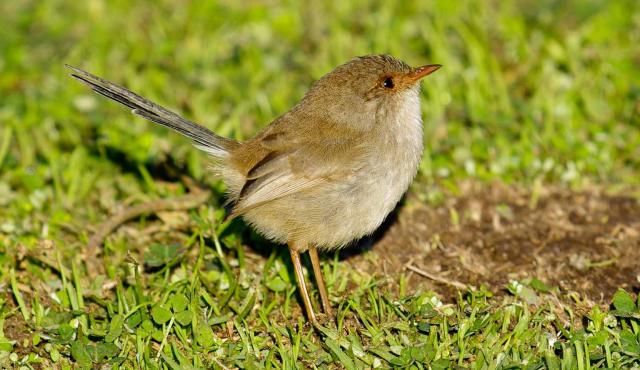 Superb Fairy-wren