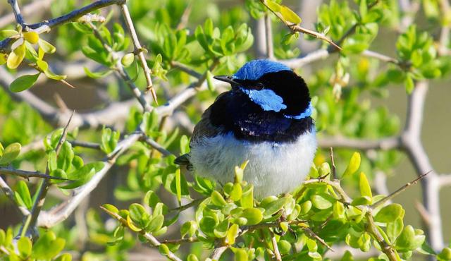 Superb Fairy-wren