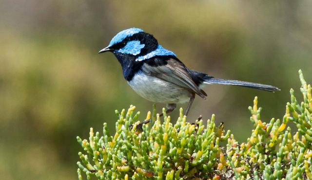 Superb Fairy-wren