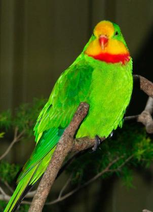 Superb Parrot