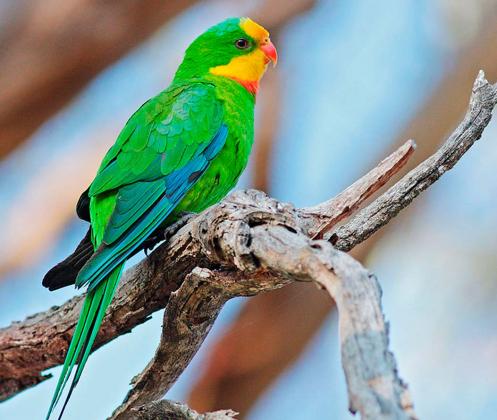 Superb Parrot 
