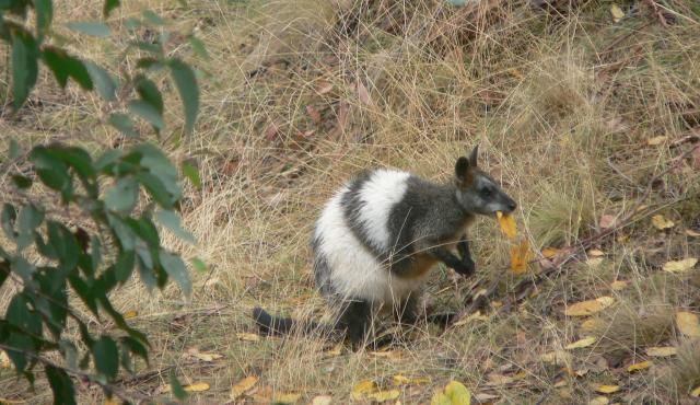 Swamp Wallaby