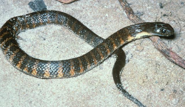 Tiger Snake