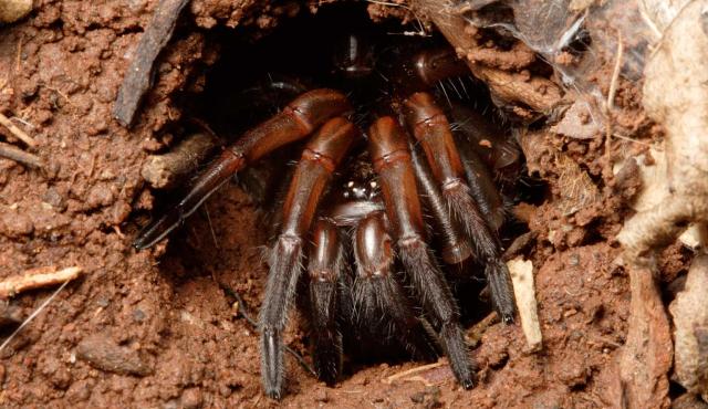 Trapdoor Spider