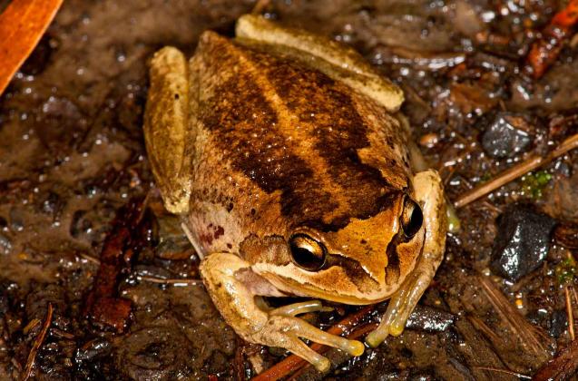 Verreaux's Frog - Craig Cleeland Verreaux's Frog