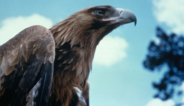 Wedge-tailed Eagle