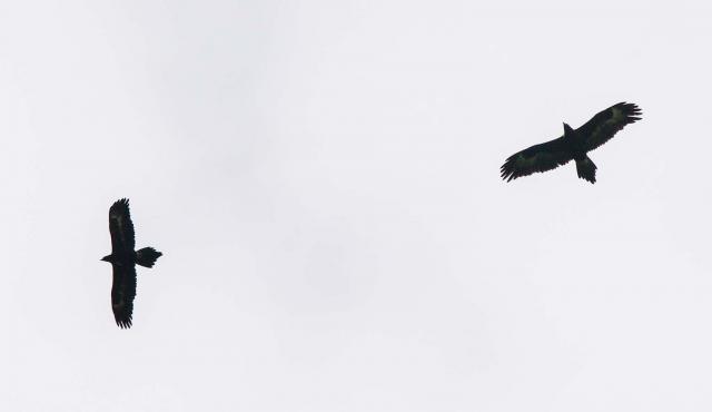 Wedge-tailed Eagle