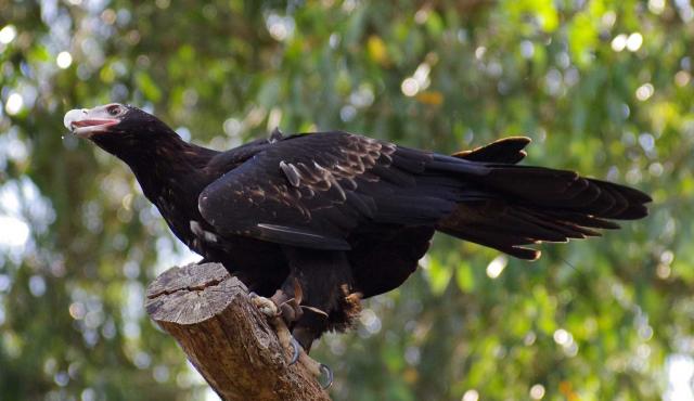 Wedge-tailed Eagle