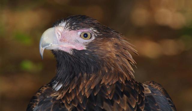 Wedge-tailed Eagle