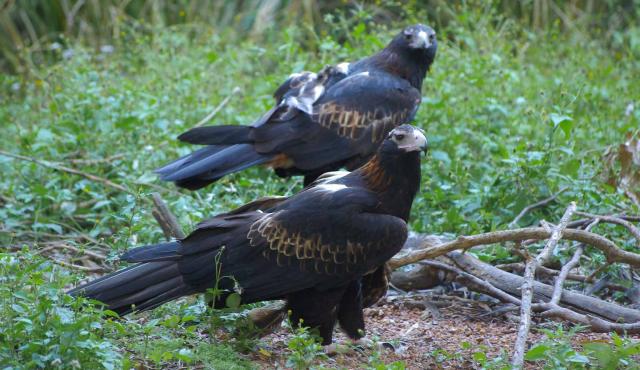 Wedge-tailed Eagle
