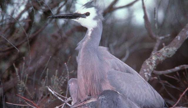 White-faced Heron