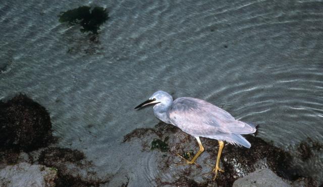 White-faced Heron