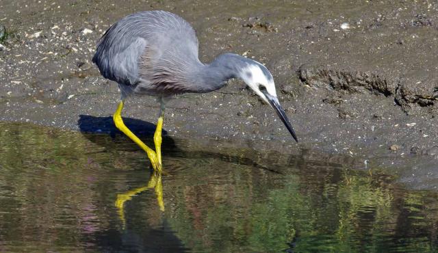 White-faced Heron