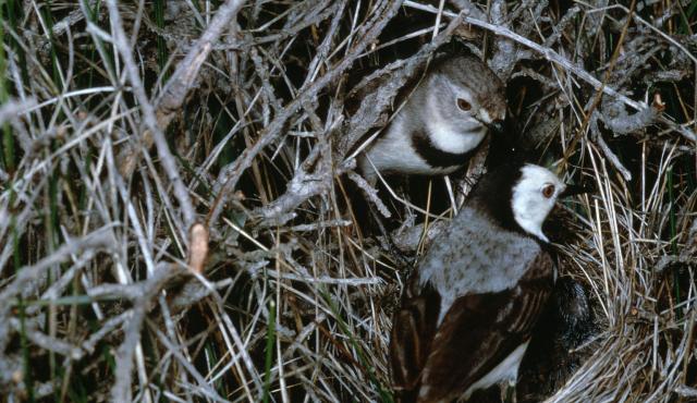 White-fronted Chat