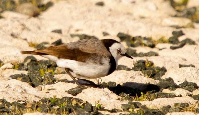 White-fronted Chat