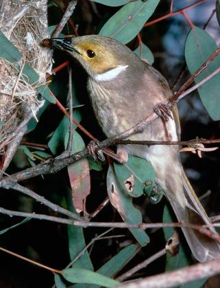 White-plumed Honeyeater