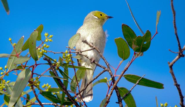 White-plumed Honeyeater