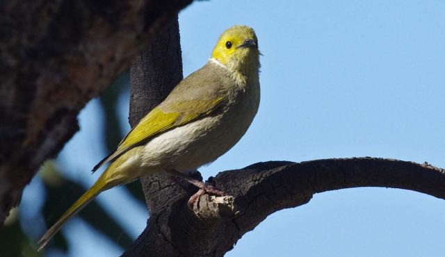 White-plumed Honeyeater