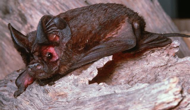 White-striped Freetail Bat