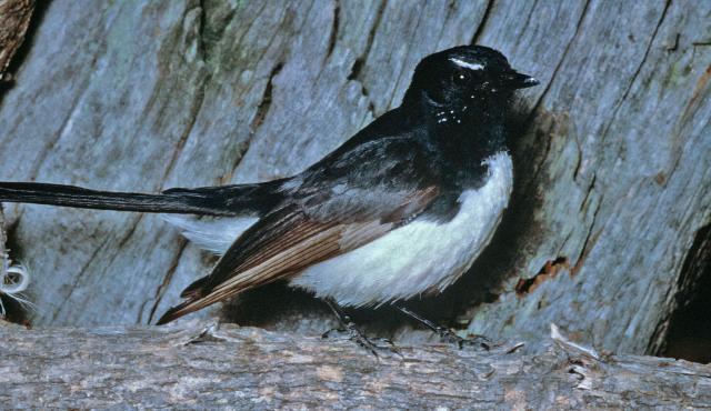 Willie Wagtail