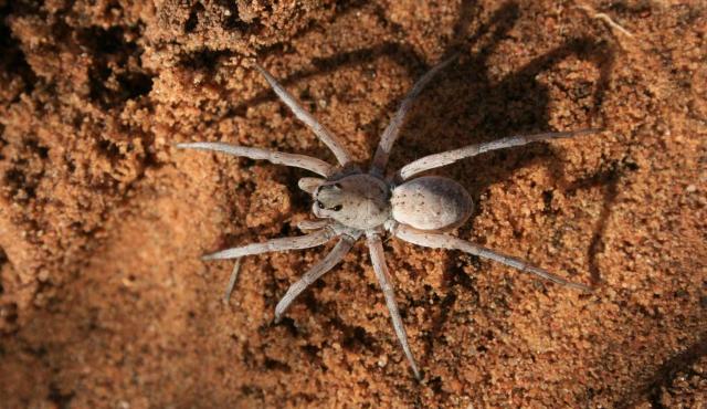 Wolf Spider