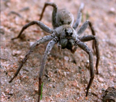 Wolf Spider