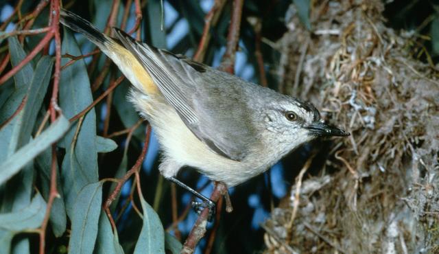 Yellow-rumped Thornbill