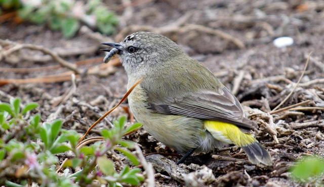 Yellow-rumped Thornbill