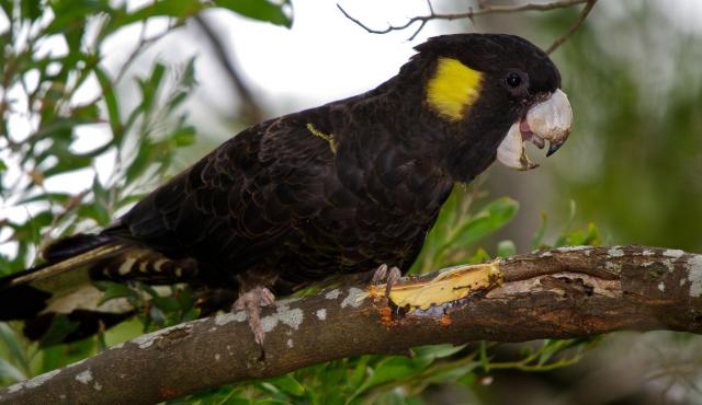 Yellow-tailed Black Cockatoo