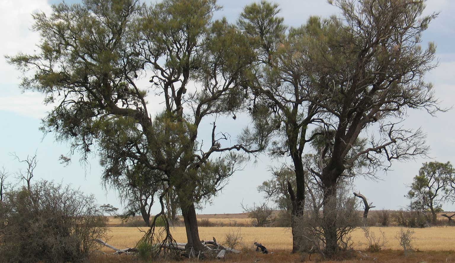 Buloke