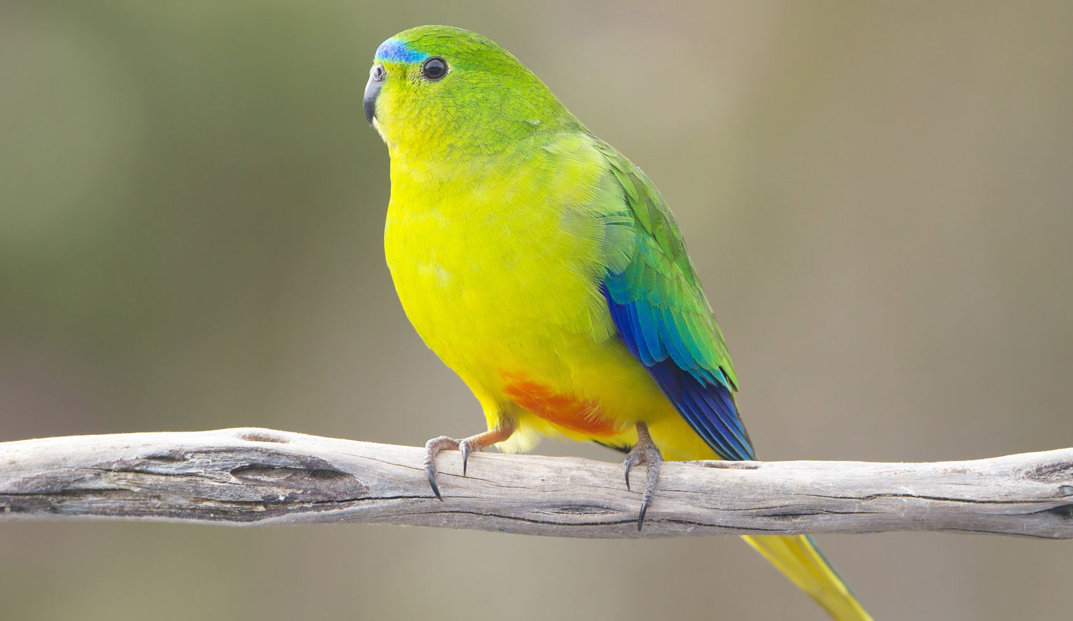 Orange-bellied_Parrot - JJ Harrison