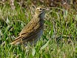 Australasian Pipit