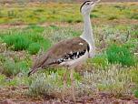 Australian Bustard